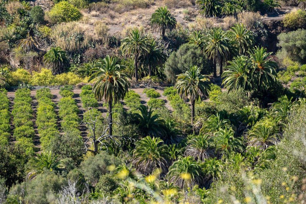 Palmengarten Apartment Los Molinos Maspalomas  Kültér fotó